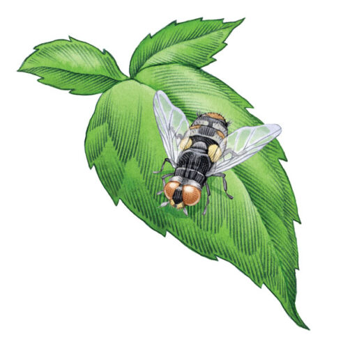 The Tachinid Fly: A Parasitic Fly With Pest-Control Potential